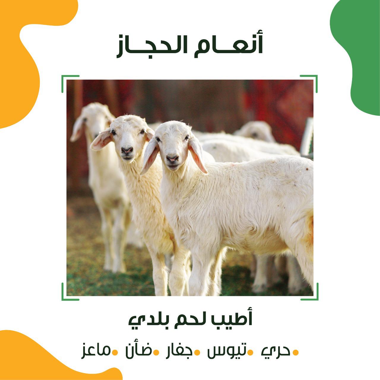 أنعام الحجاز
